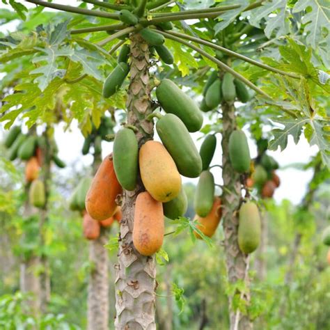 pawmanga|paw paw fruit.